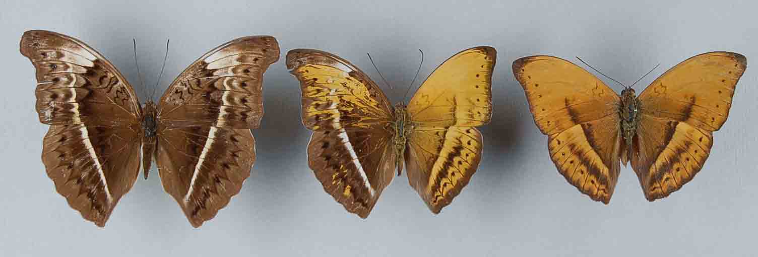 Cymothoe egesta gynandromorph  brown butterflies (Internet Image property of respective owner, non-commercial use only)